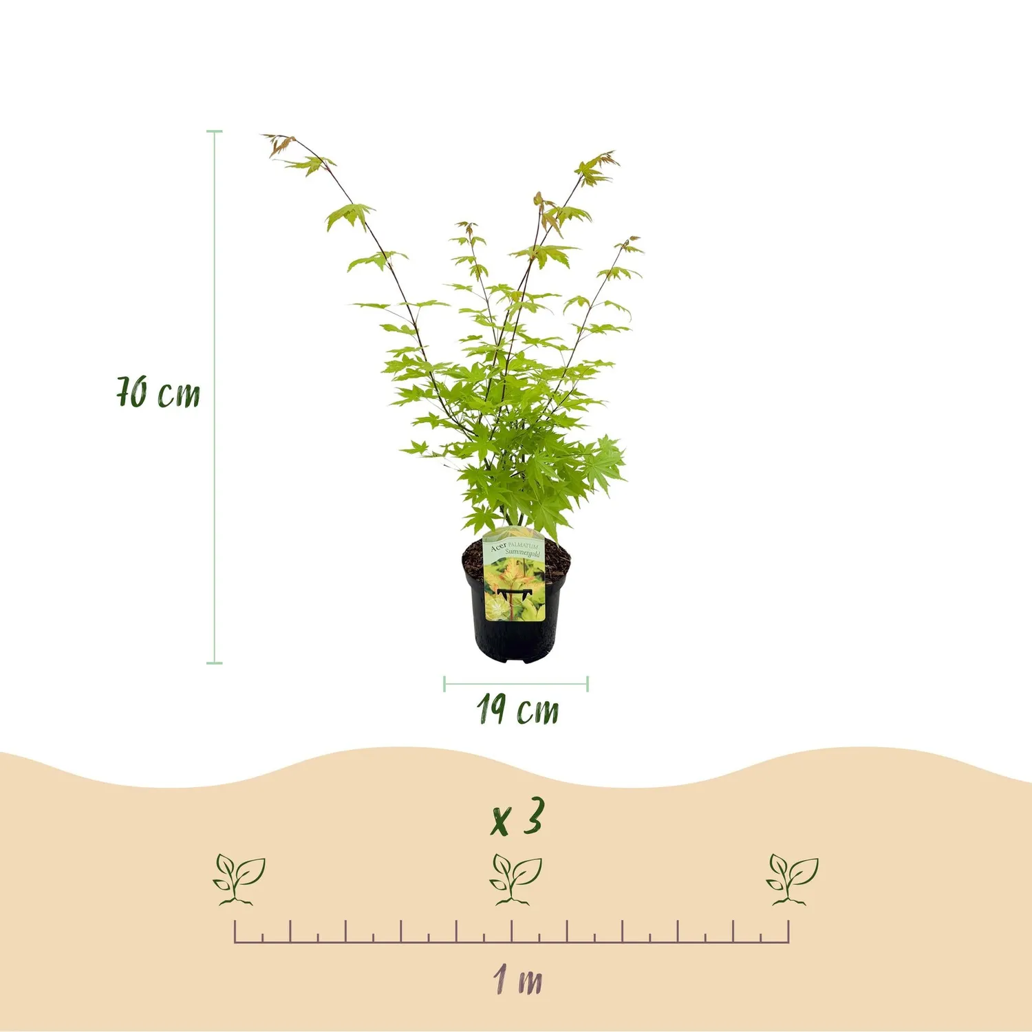 Plant and Stories Summergold érable Japon pot 19cm doré 70cm