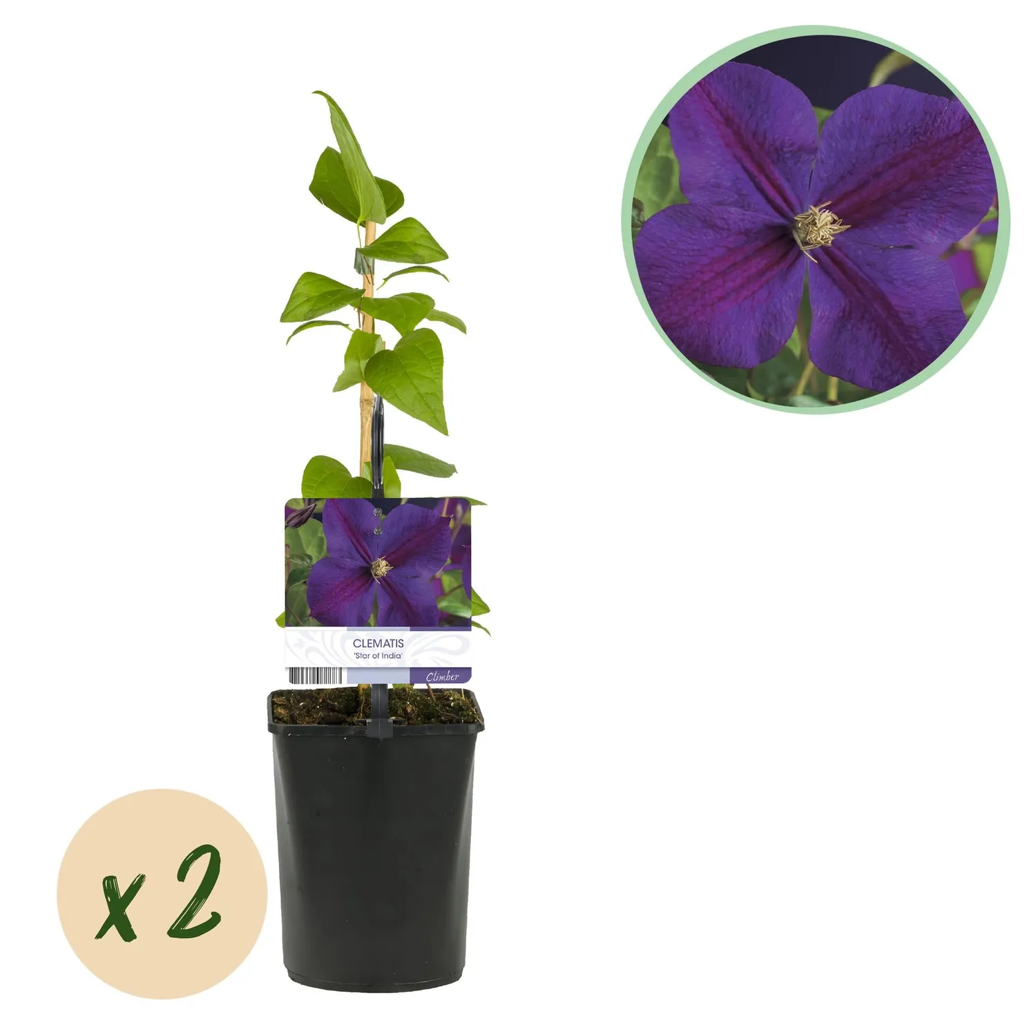 Plant and Stories Star of India clématite pot 11cm bleue 40cm
