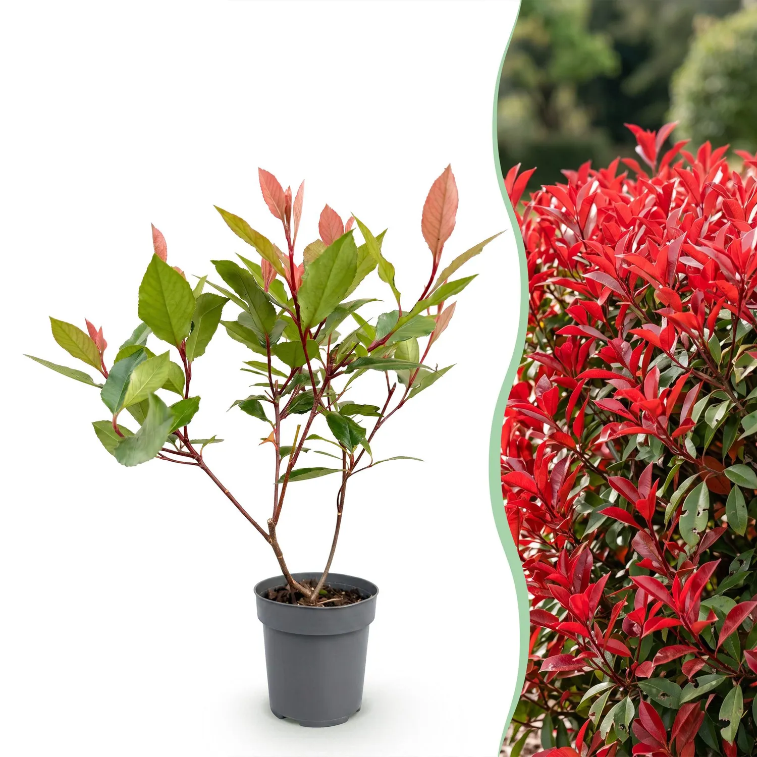 Plant and Stories Photinia Little Red Robin haie 8 plants persistante