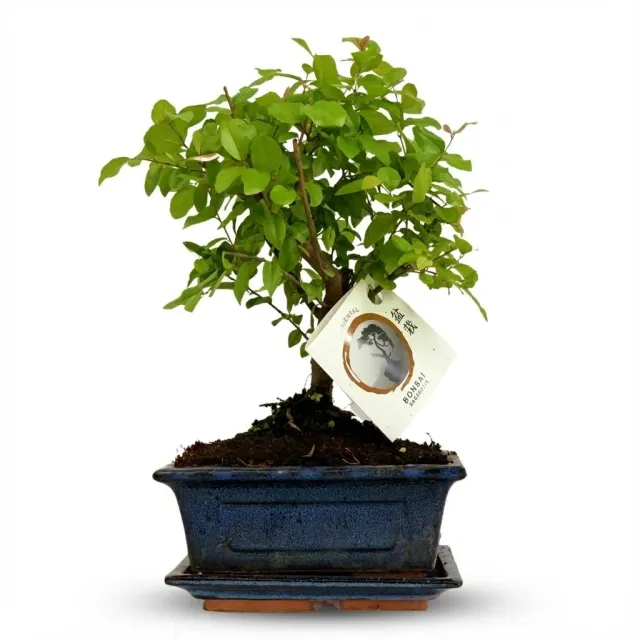 Plant and Stories Bonsaï Boule plante d'intérieur 25-30 cm céramique