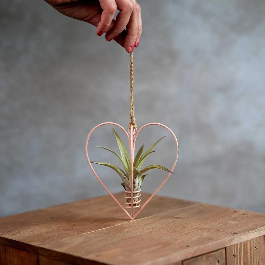 Airplantshop Cœur métal rose suspension avec tillandsia