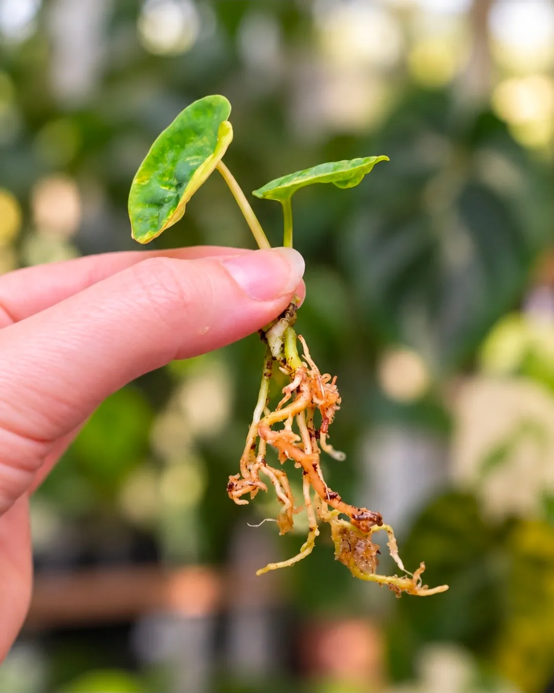 plant.ess Anthurium Papillilaminum Night Dragon Guna Yala plante 1 feuille
