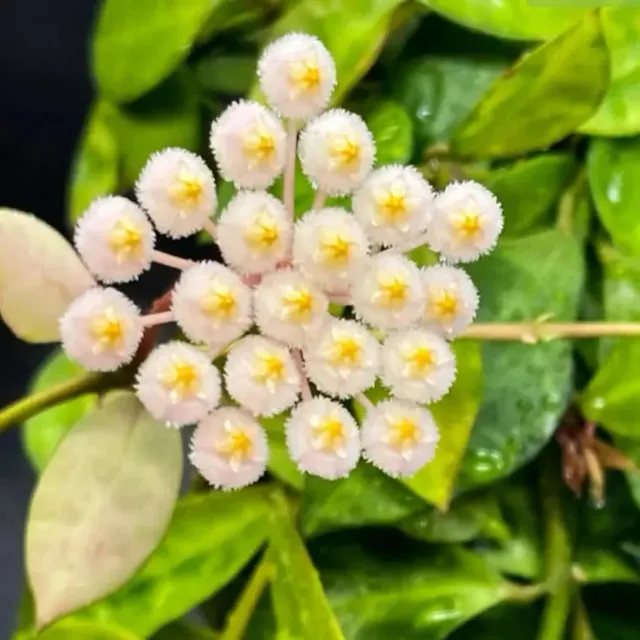 Plant and Stories Hoya lacunosa Amarillo plante pot 6cm parfumée