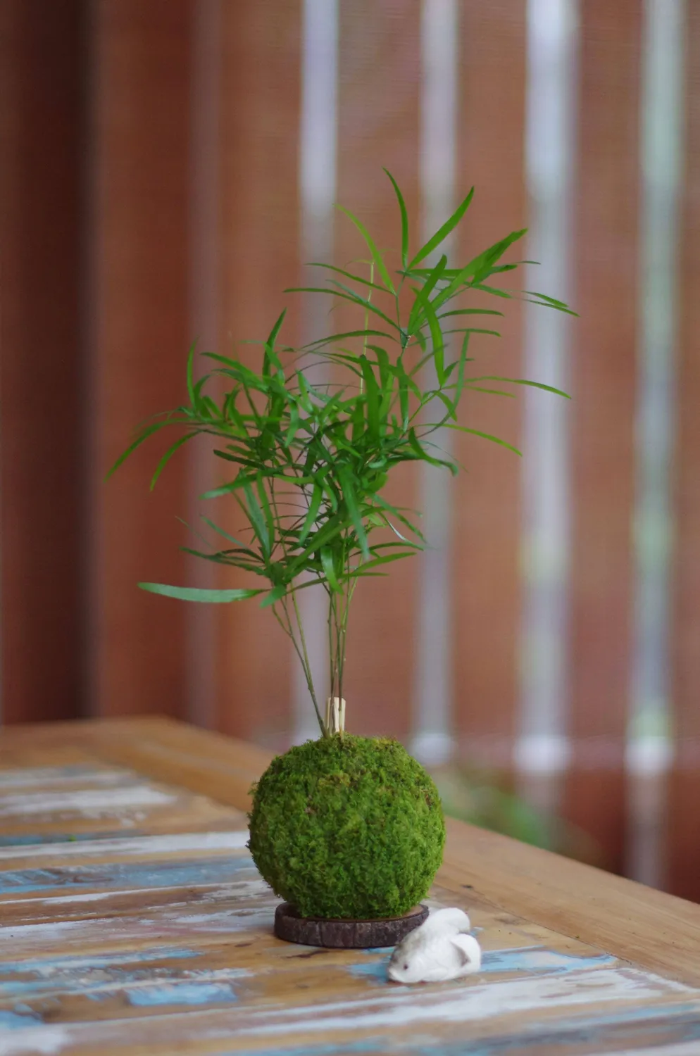 Aquaphyte Neodyme kokedama asparagus magnet 8 cm