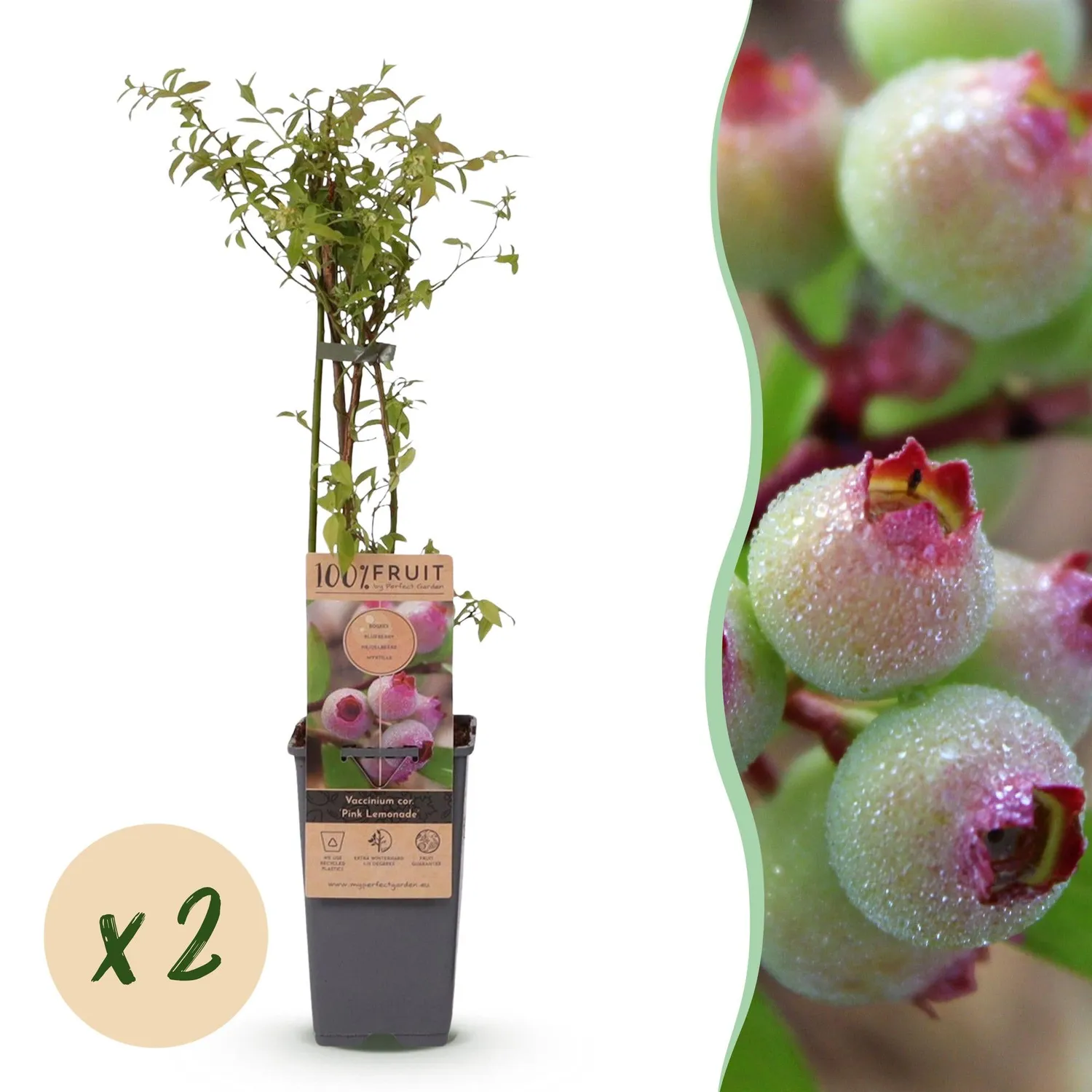 Plant and Stories Pink Lemonade myrtillier lot 2 rose