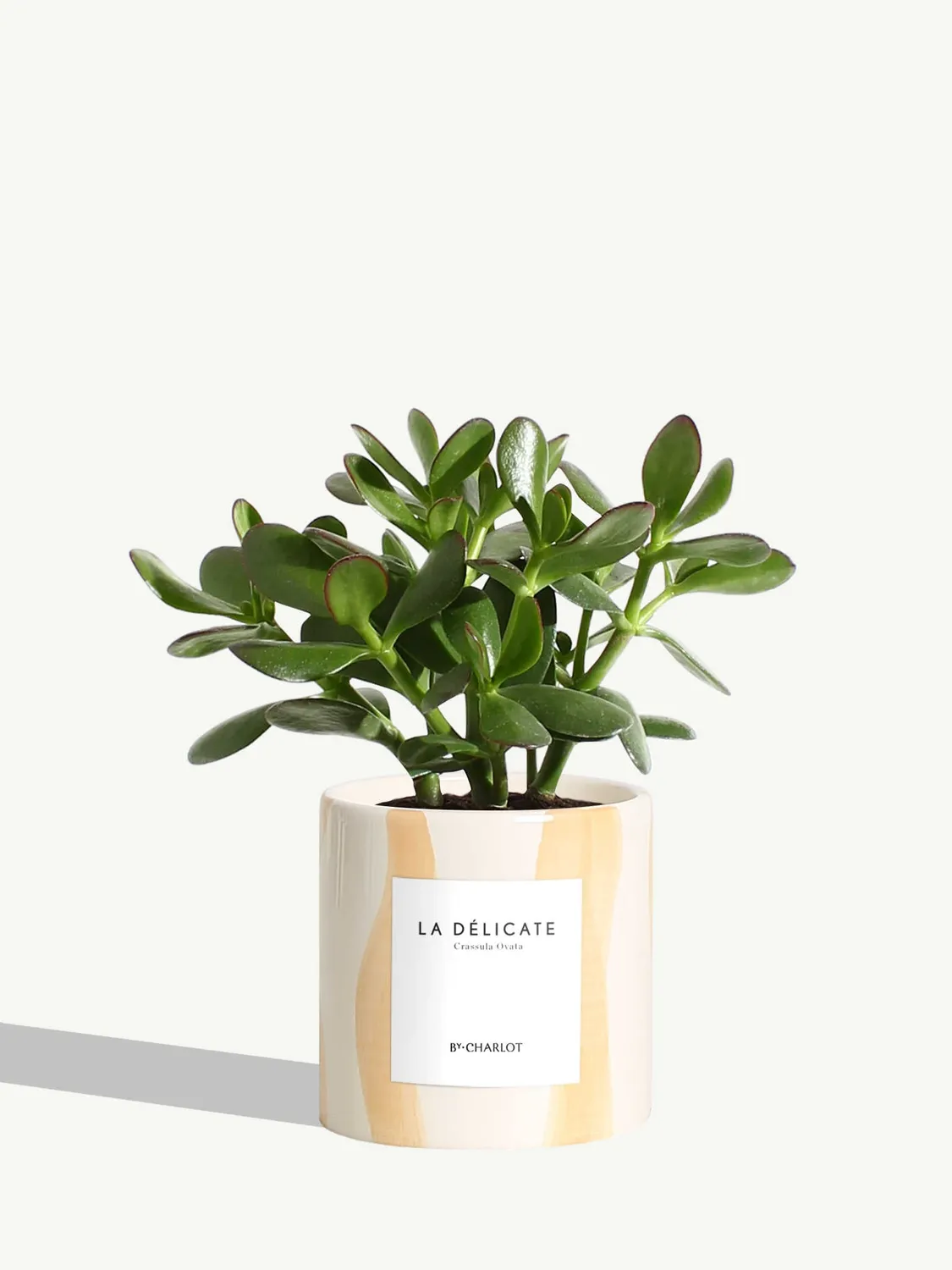 By Charlot La Délicate plante succulente pot 10 cm crassula