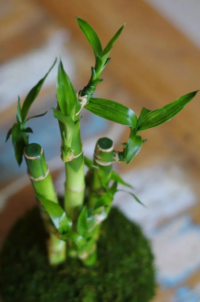 Aquaphyte Kokedama Lucky Ni dracaena porte-bonheur