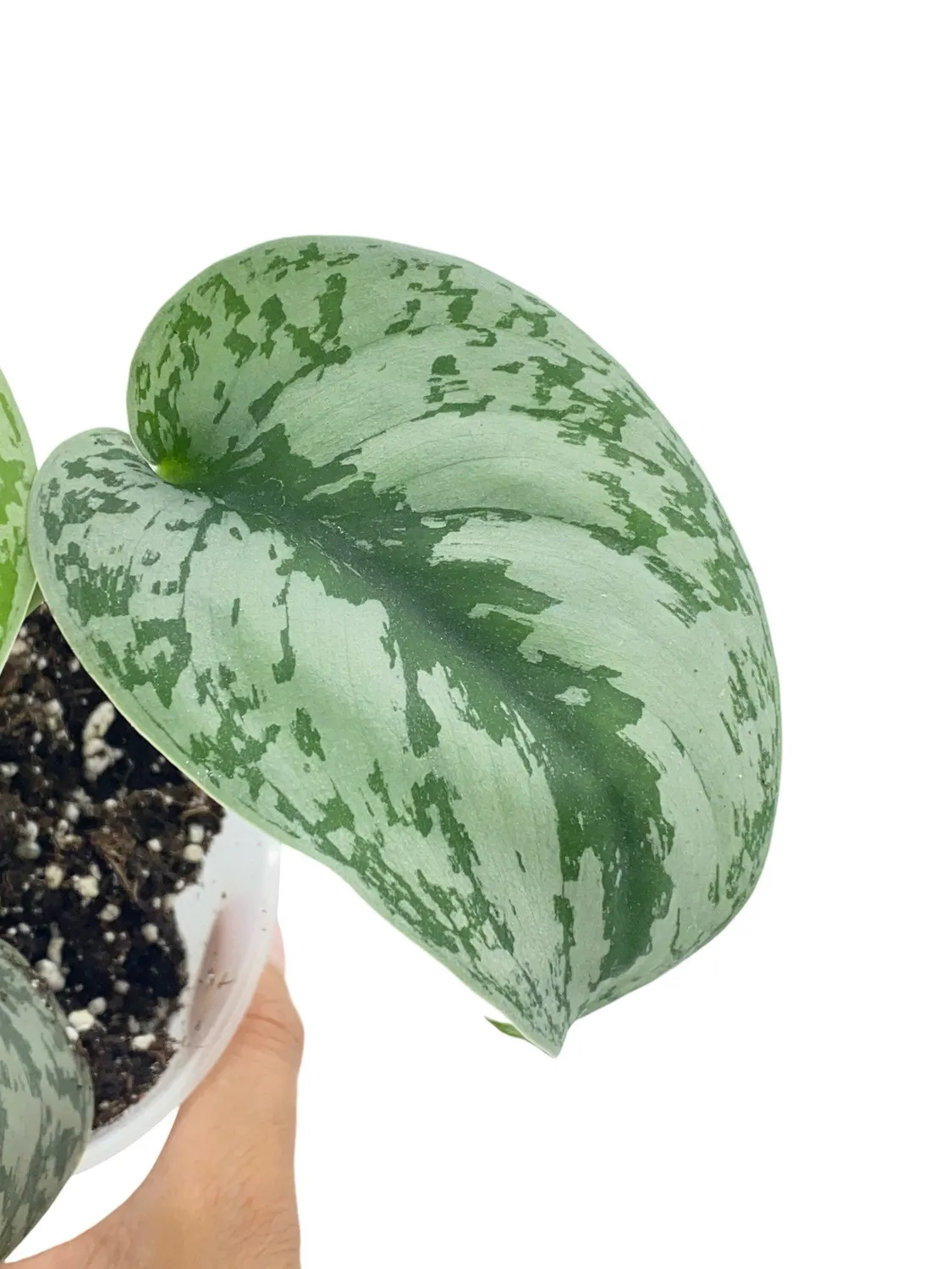 Plant and Stories Scindapsus Pictus Trebie plante retombante pot 12 cm