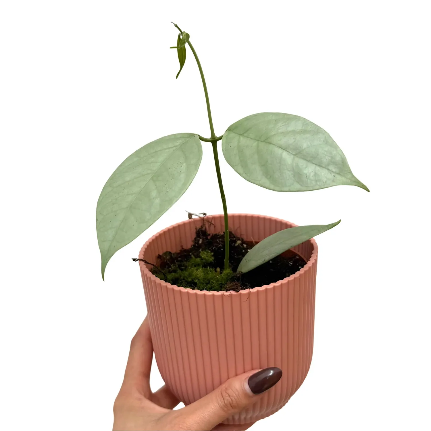 Plant and Stories Hoya Coriacea Silver plante pot 10,5 cm
