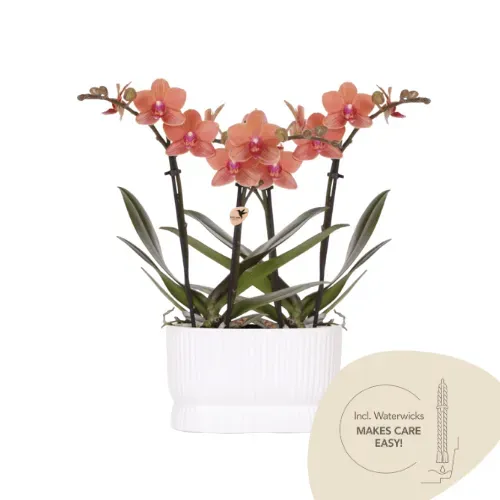 Plant and Stories Phalaenopsis Bolzano orchidée orange pot 9 cm lot 2