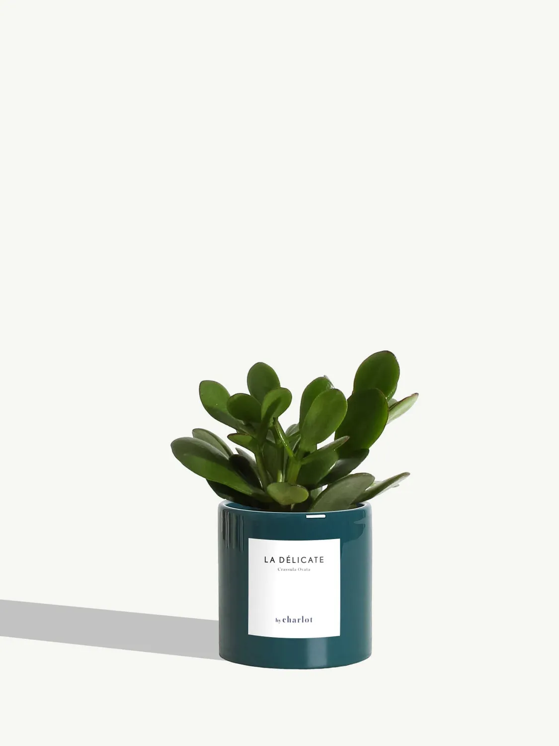 By Charlot La Délicate petite plante pot XS entretien facile