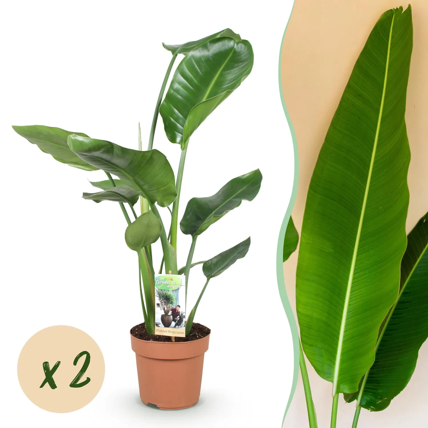 Plant and Stories Nicolai strelitzia lot 2 pots 17 cm 70-90 cm