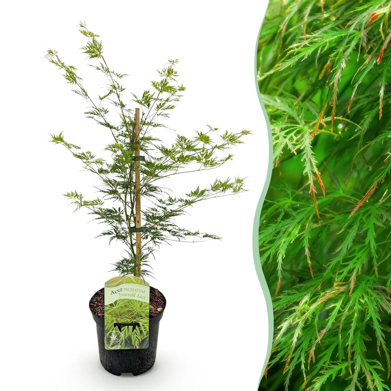 Plant and Stories Emerald Lace érable pot 19 cm 1 plant