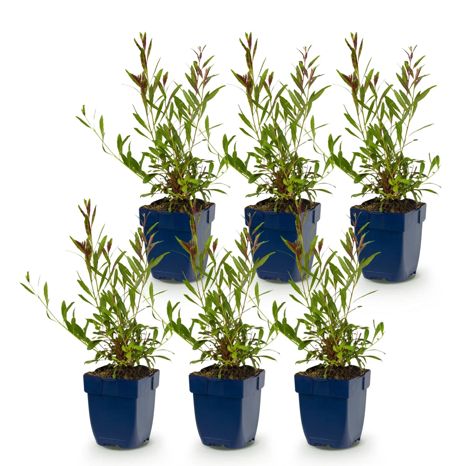 Plant and Stories Whirling Butterflies gaura vivace 1 plant