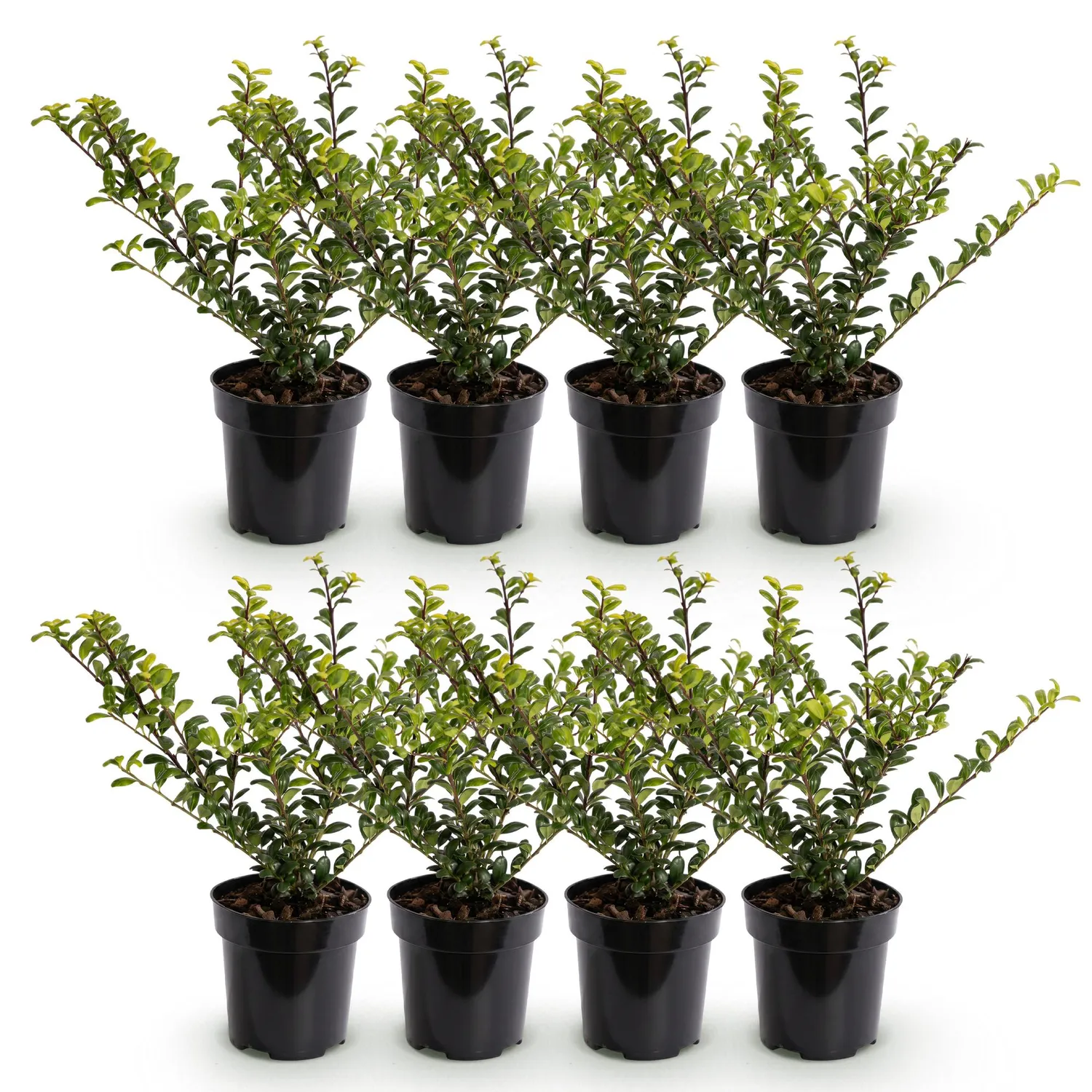 Plant and Stories Golden Gem houx crenele 8 plants persistant