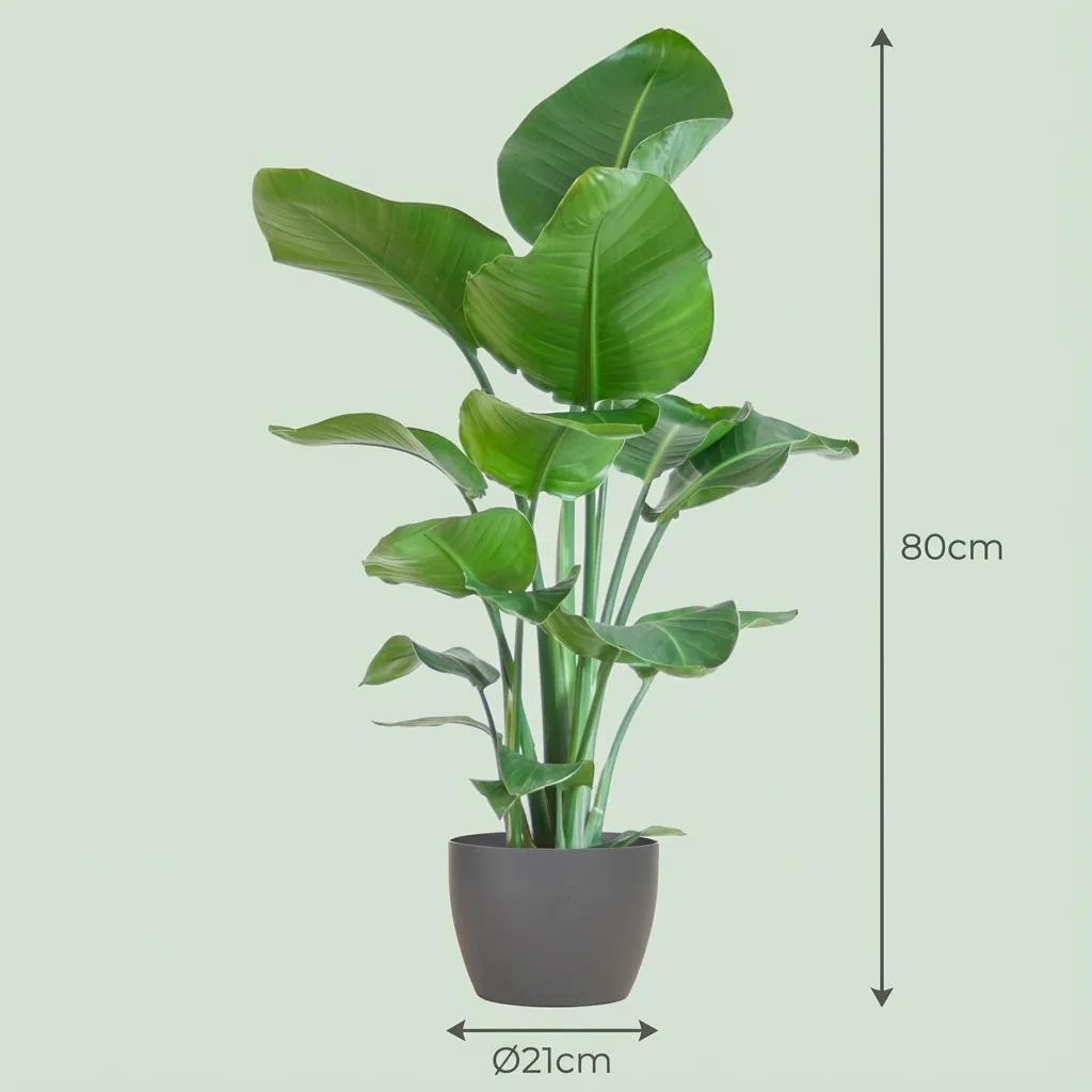 Plant and Stories Nicolai strelitzia plante pot 21 cm 80 cm panier