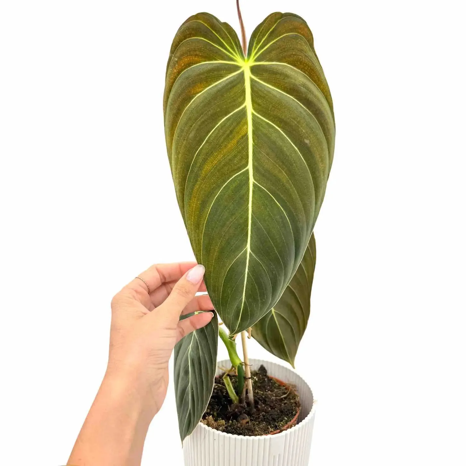Plant and Stories Philodendron Melanochrysum plante pot 12cm velours