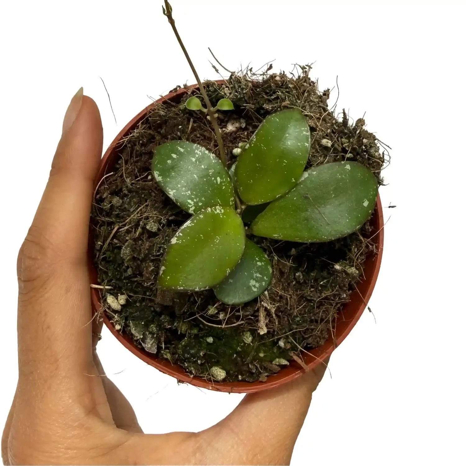 Plant and Stories Mini Coin hoya pot 8 cm feuilles rondes
