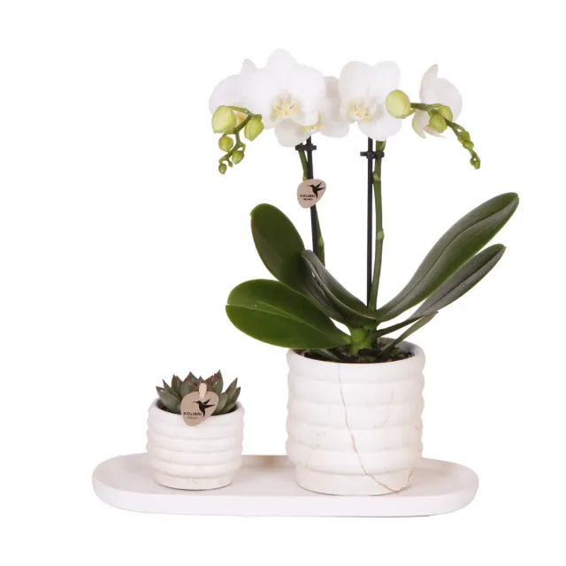 Plant and Stories Phalaenopsis Lausanne orchidée blanche coffret