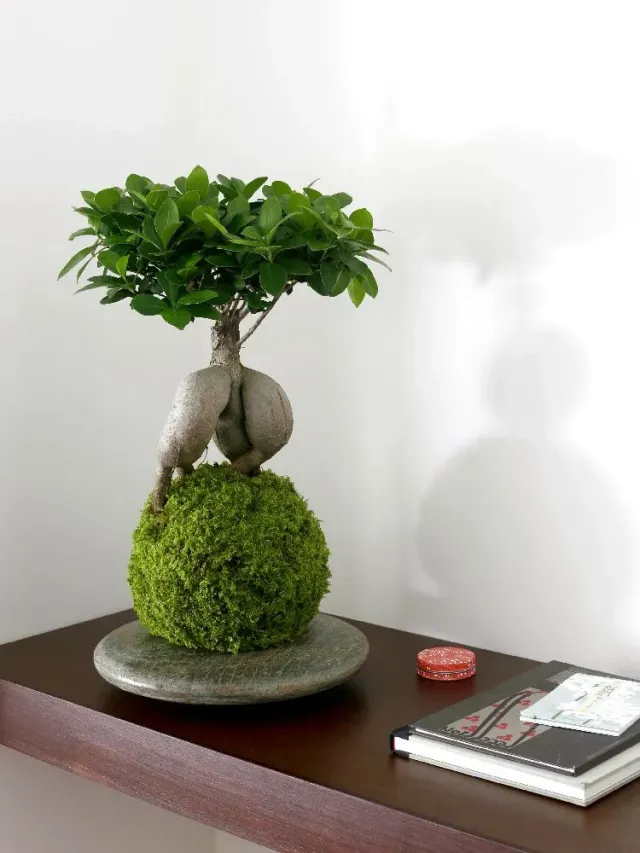 Aquaphyte Daitokuji Shi kokedama ficus ginseng