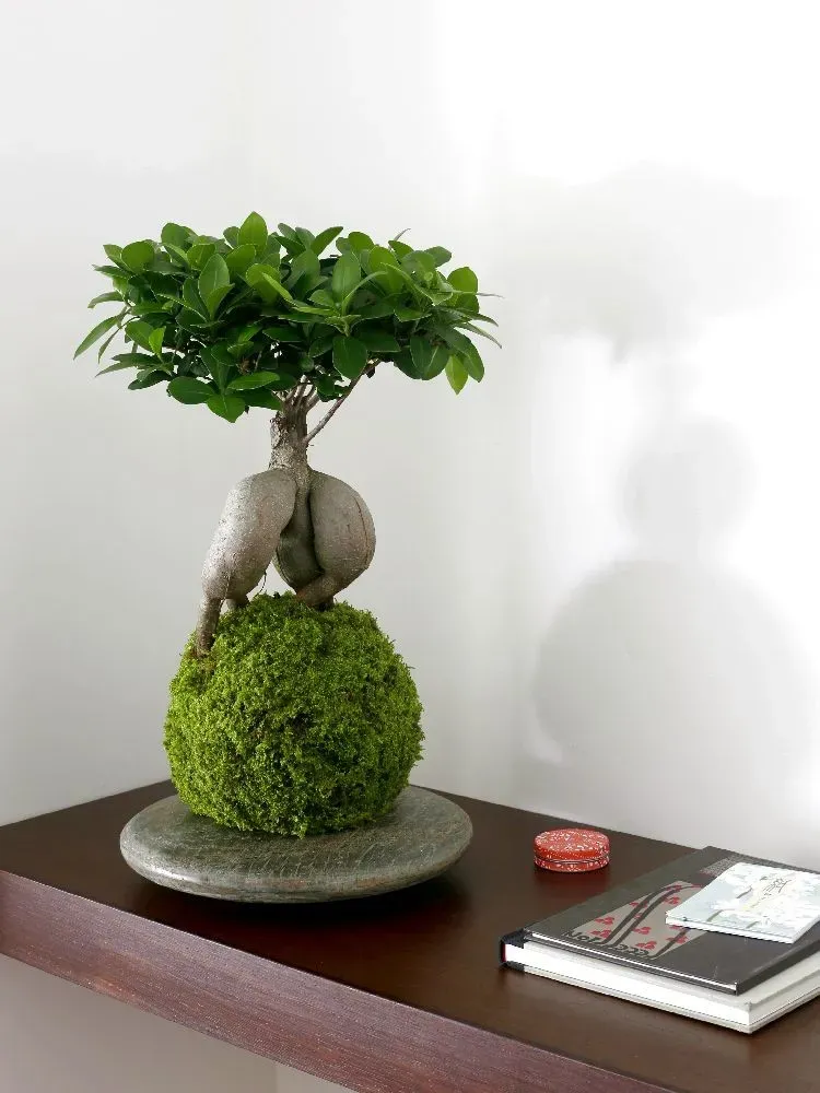 Aquaphyte Daitokuji Shi kokedama ficus ginseng