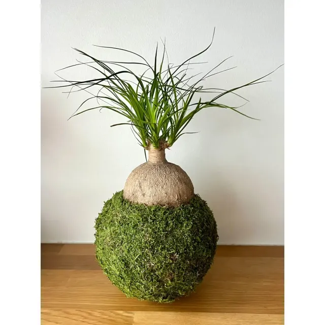 Oh My Green Beaucarnea kokedama mousse taille L très lumineux