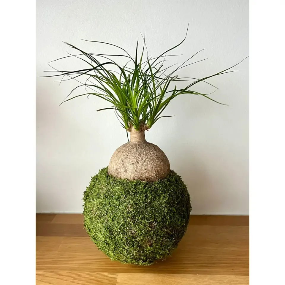 Oh My Green Beaucarnea kokedama mousse taille L très lumineux