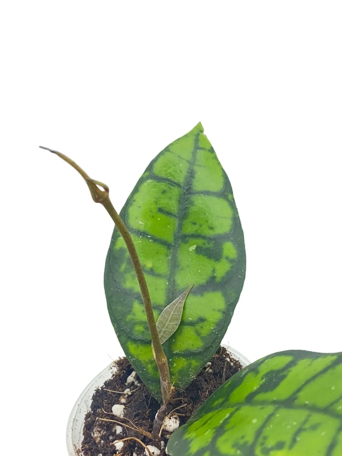 Plant and Stories Meredithii Black Cat hoya pot 9 cm IML 3576
