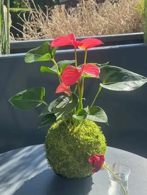 Oh My Green Anthurium Rouge kokedama taille M fleurs rouges