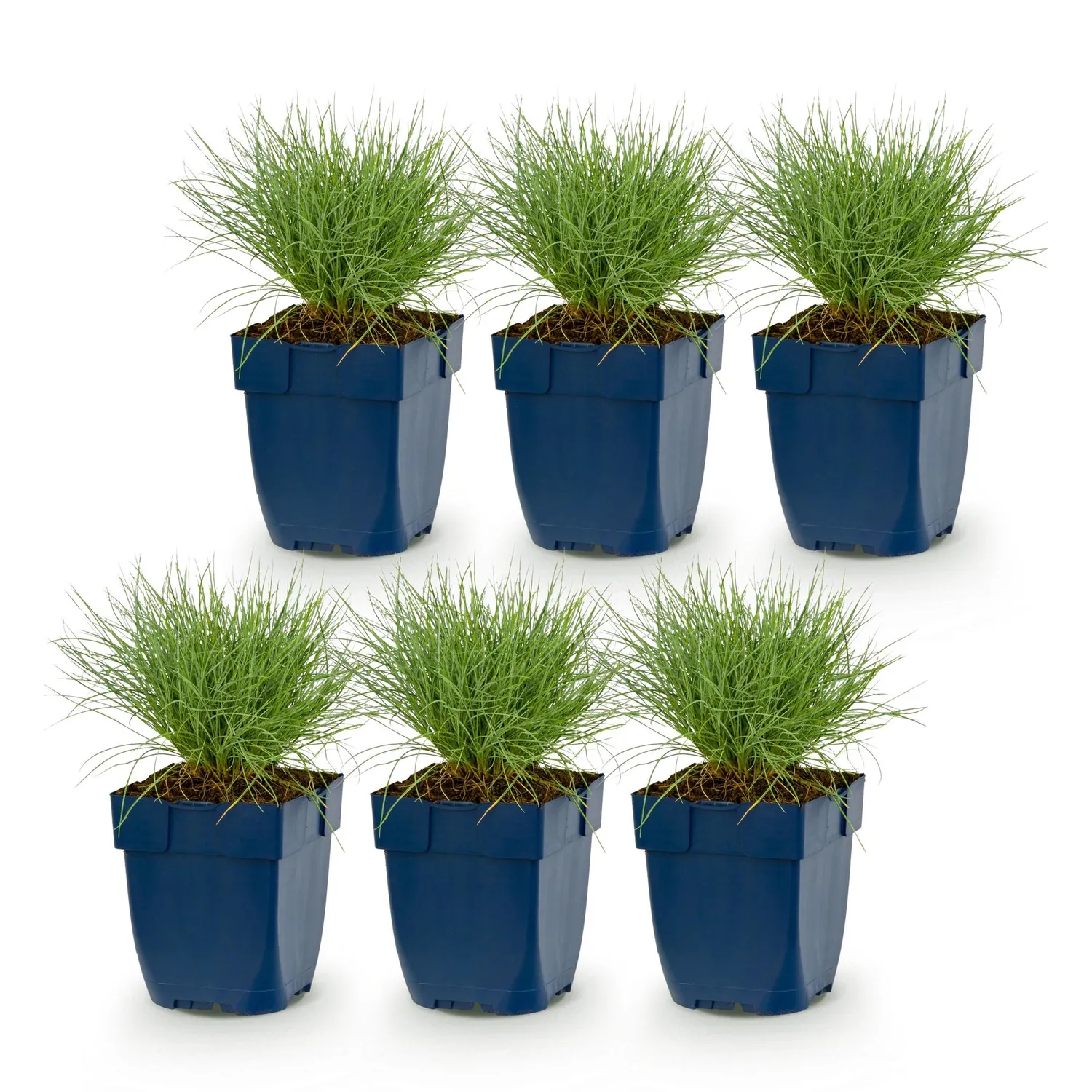 Plant and Stories Festuca Glauca fétuque bleue lot 6 pots 11cm
