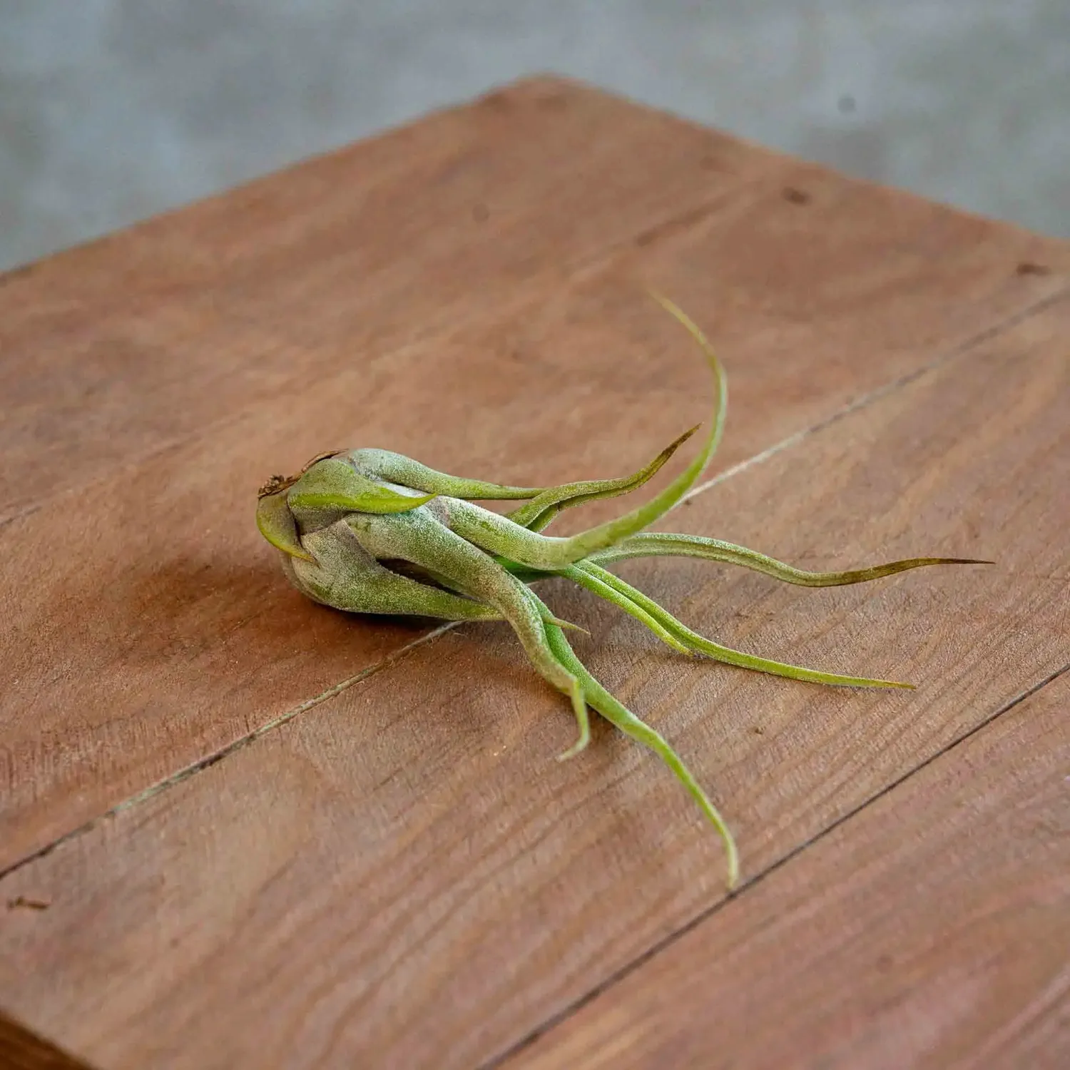 Airplantshop Tillandsia caput-medusae plante aérienne pieuvre