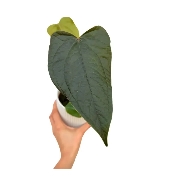 Plant and Stories Queen Of Hearts anthurium vert pot 6 cm