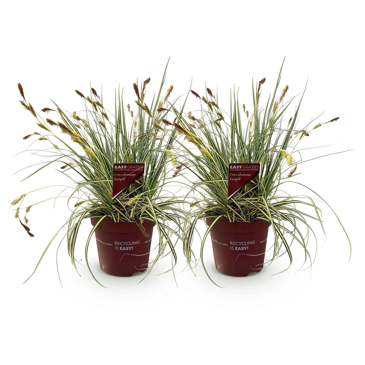 Plant and Stories Laîche Evergold Carex graminée pot 17cm 50cm