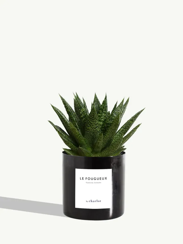 By Charlot Le Fougueux gasteria succulente pot 10 cm