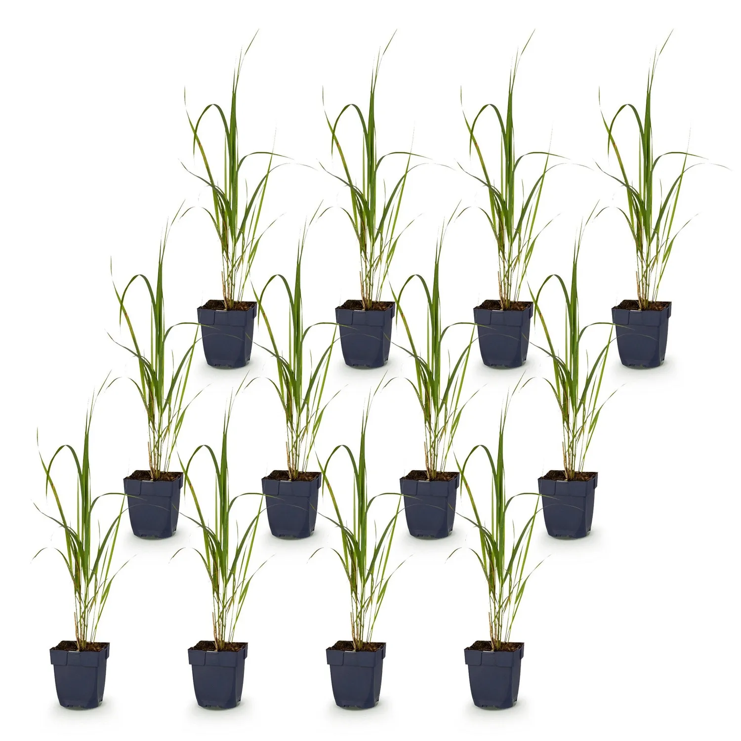 Plant and Stories Molinia Karl Foerster graminée lot 12 pots 11cm