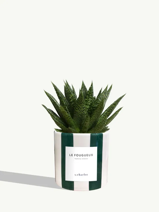 By Charlot Le Fougueux plante céramique vert rayé