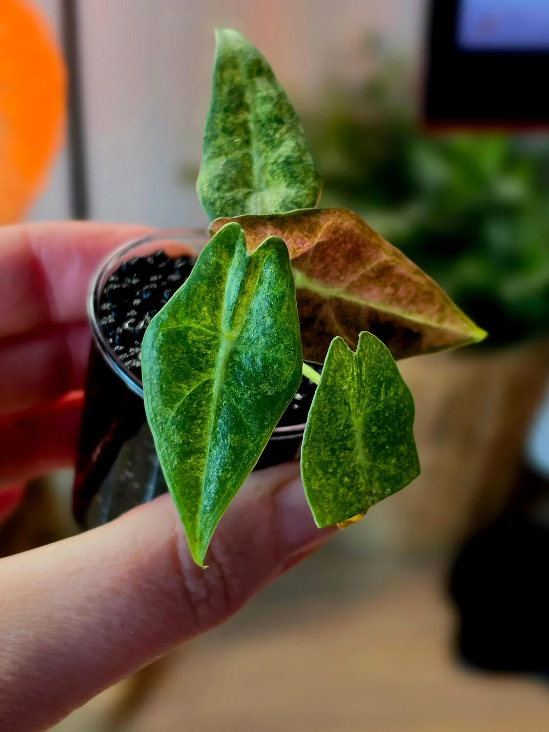 plant.ess Alocasia Black Satun Stardust plante rose 4 feuilles