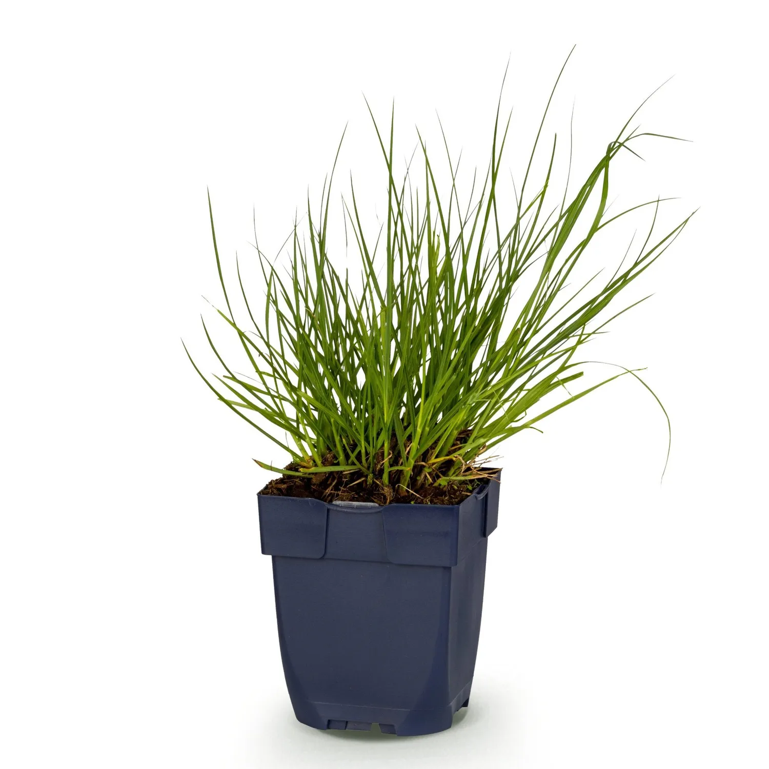PLANT AND STORIES Northwind panic graminée 1 plant soleil
