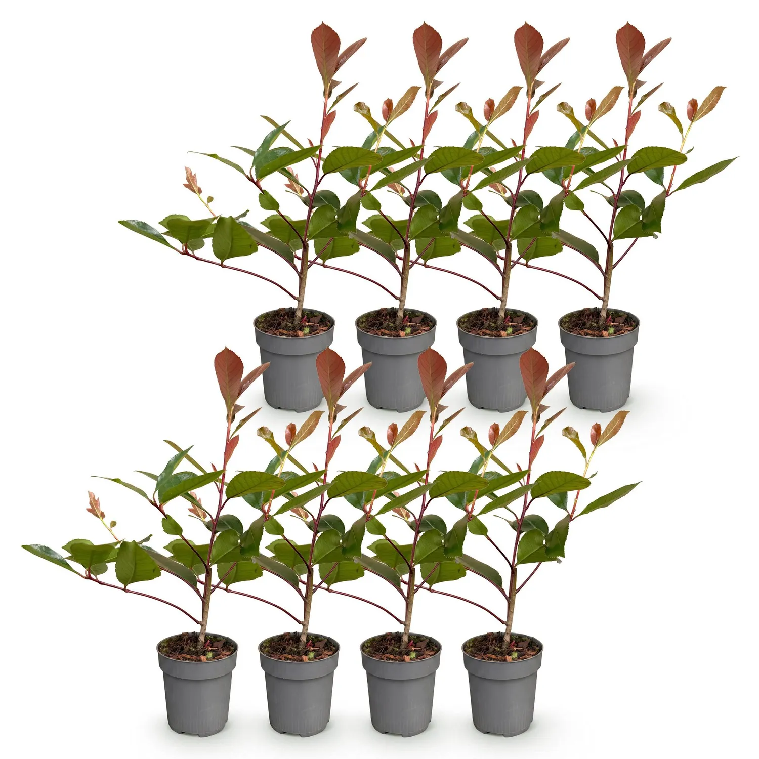 Plant and Stories Red Robin photinia haie 8 plants pot 9 cm
