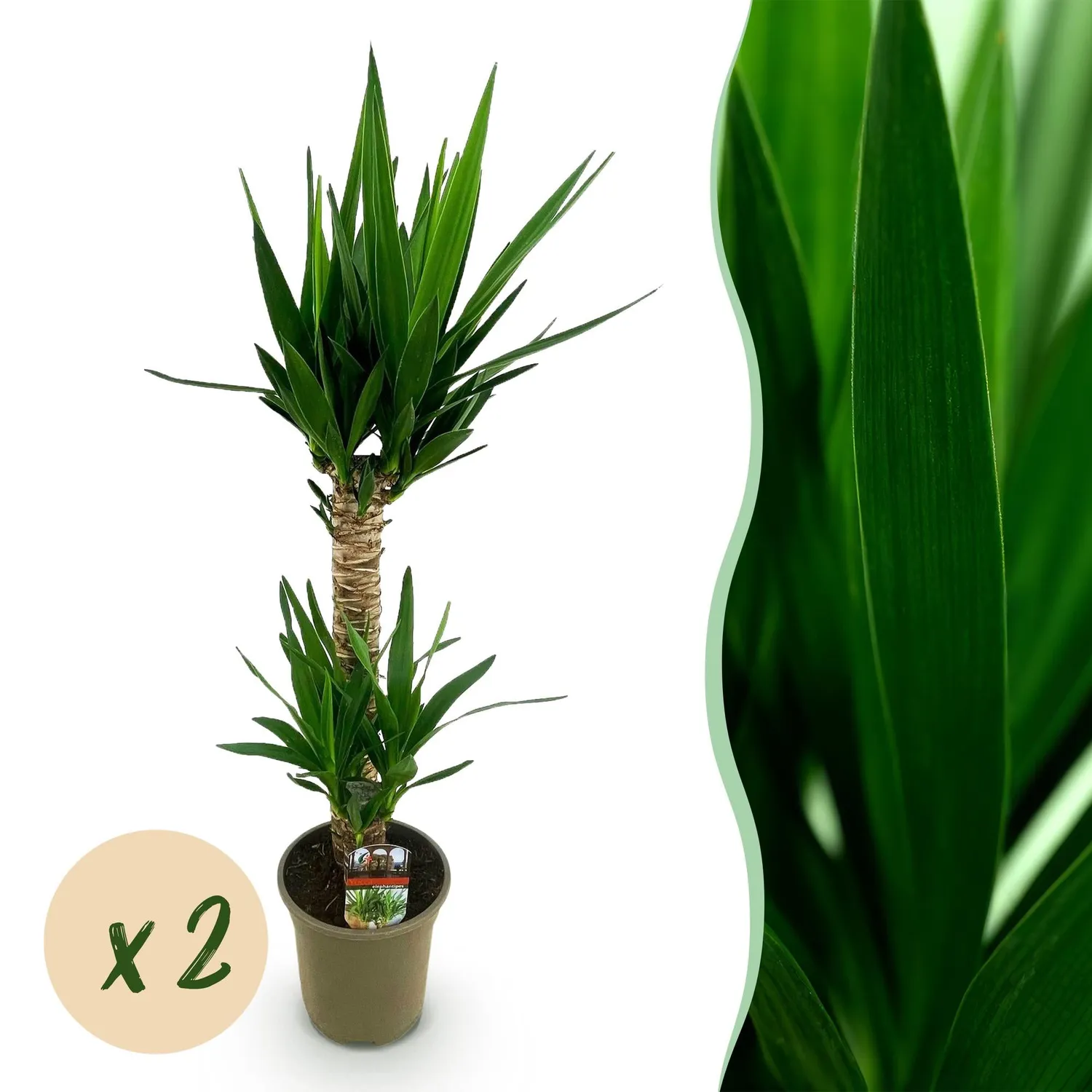 Plant and Stories Elephantipes yucca plante 120 cm 1 plante