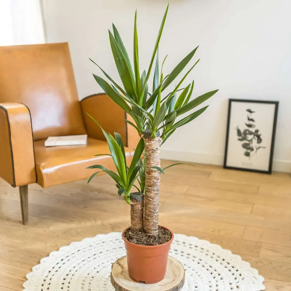 Réconciliation Végétale yucca Louis plante verte D17 H90cm sécheresse