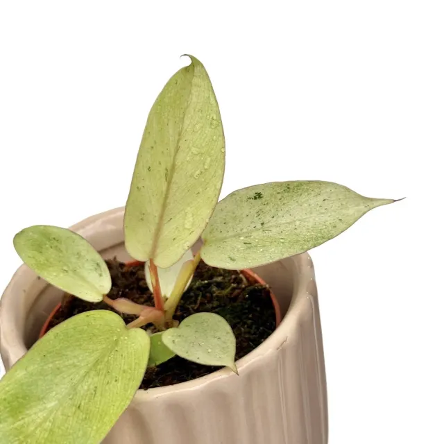 Plant and Stories Snowdrift philodendron plante pot 6 cm marbré