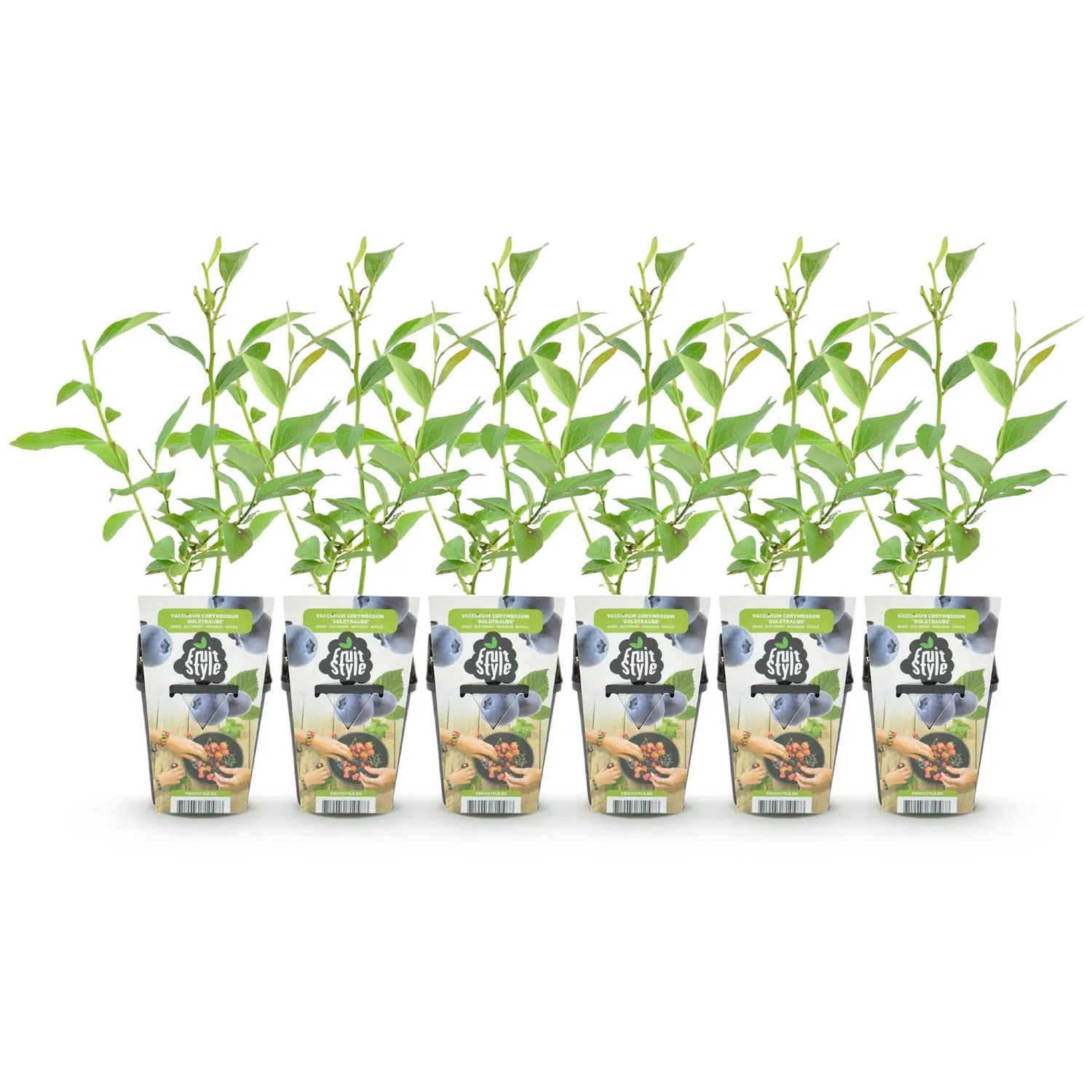 Plant and Stories Goldtraube myrtillier 3 plants pot 9 cm rustique