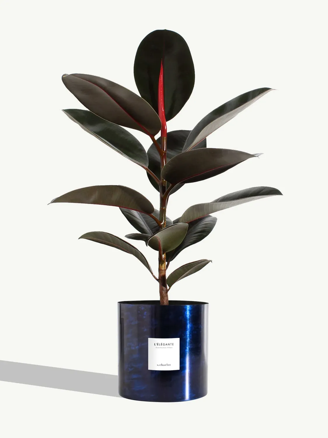By Charlot L'Élégante plante ficus 60 cm pot 18 cm