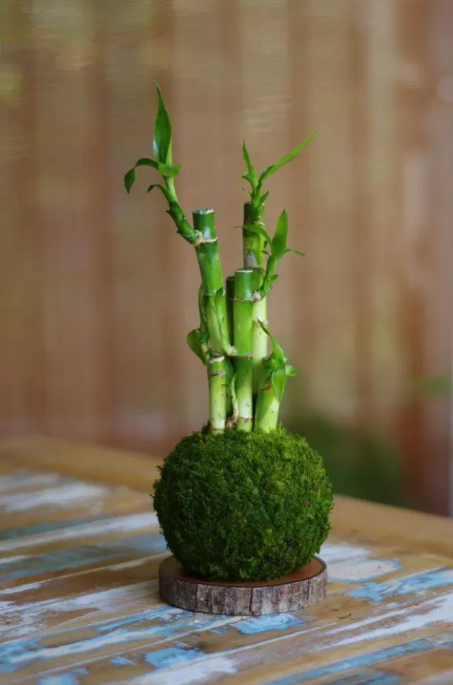 Aquaphyte Kokedama Lucky Ni dracaena porte-bonheur