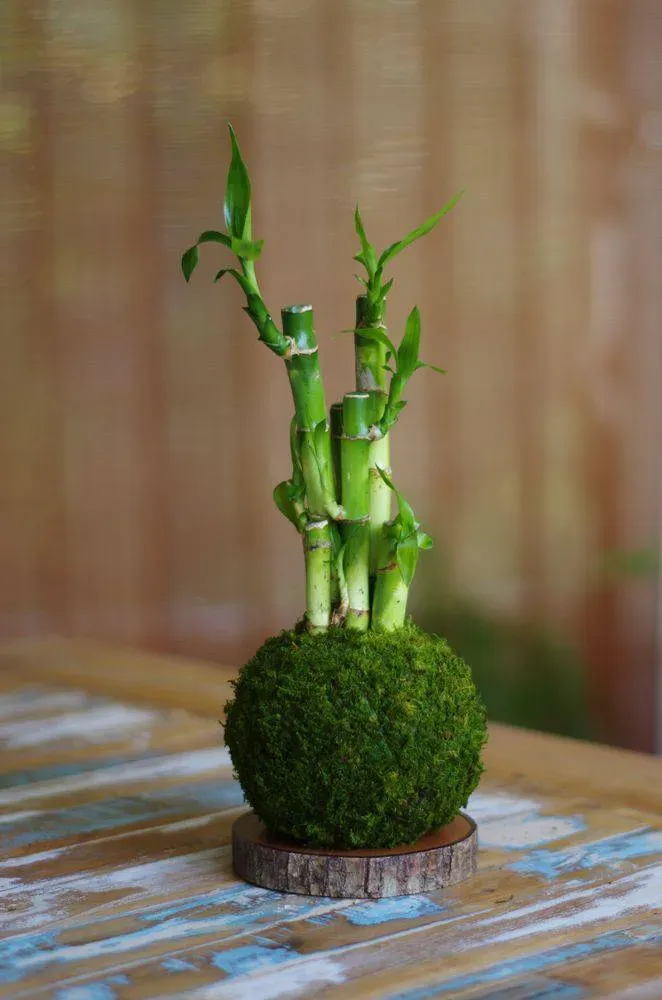 Aquaphyte Kokedama Lucky Ni dracaena porte-bonheur