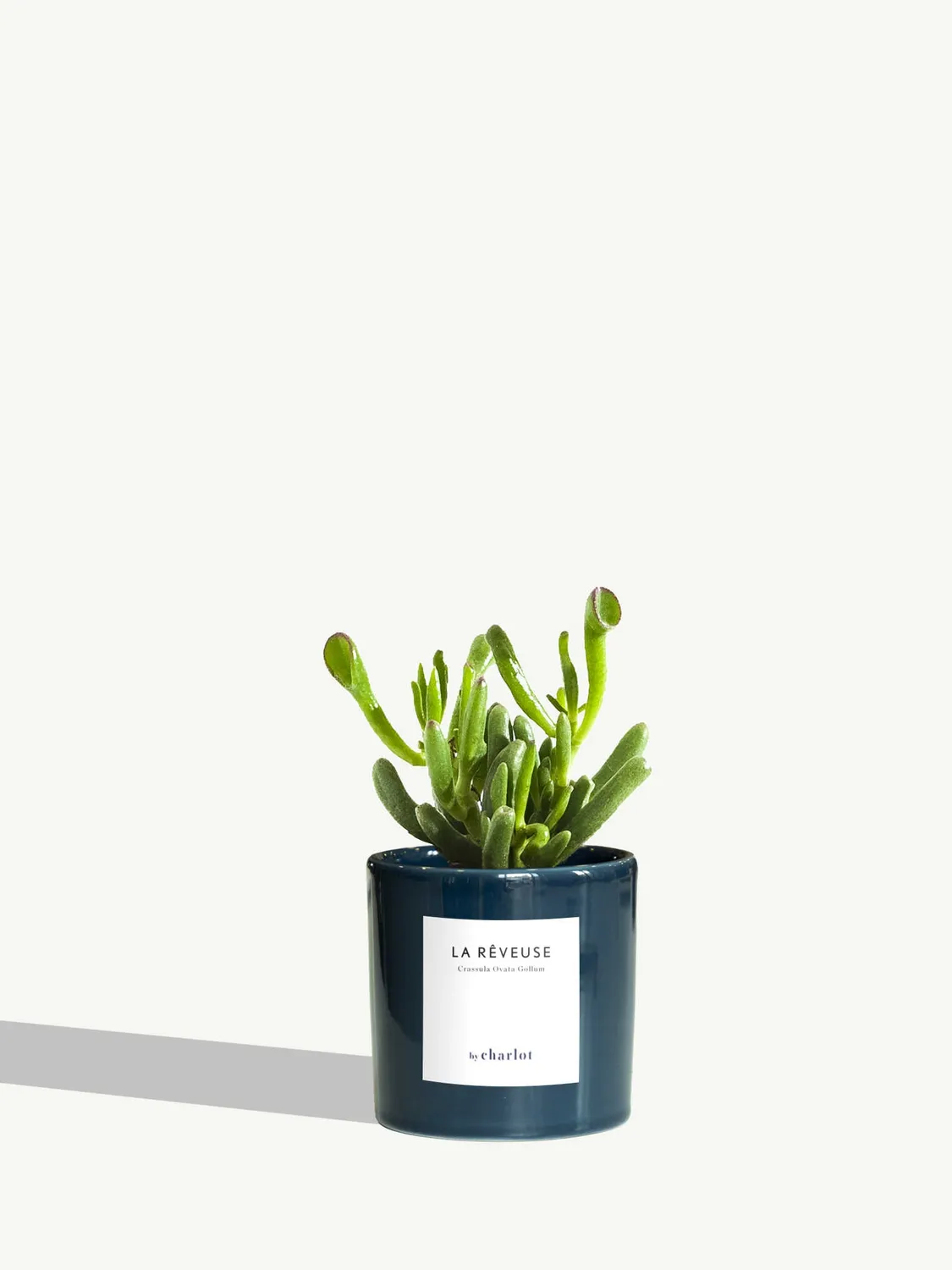 By Charlot La Rêveuse petite plante succulente XS crassula