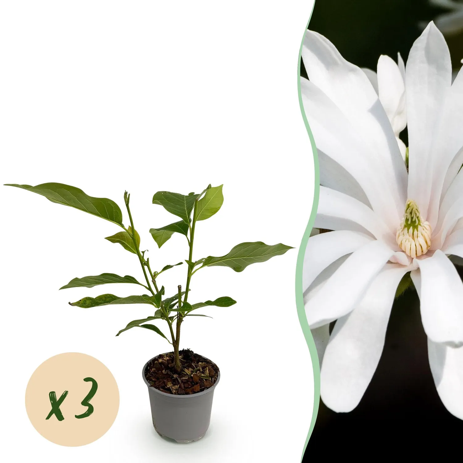Plant and Stories Magnolia Royal Star arbuste fleuri pot 12 cm