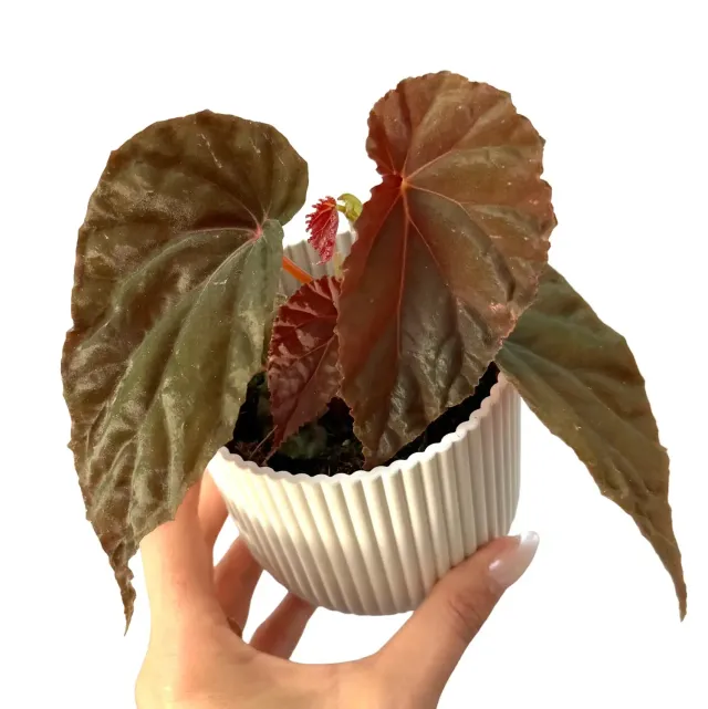 Plant and Stories Begonia Black Blood plante pot 8 cm noir