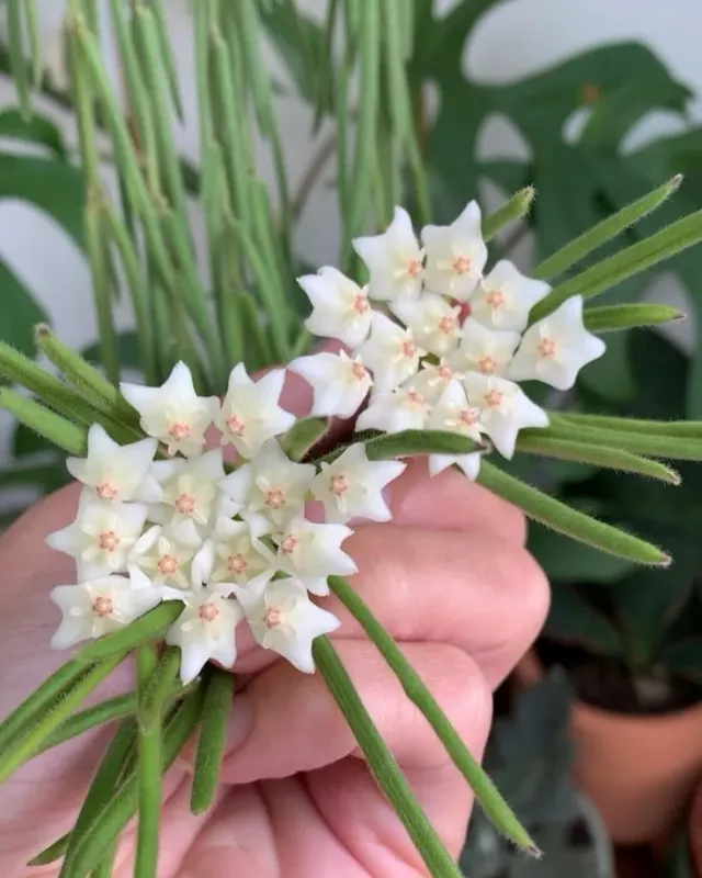 Plant and Stories Hoya Linearis pot 9 cm velouté